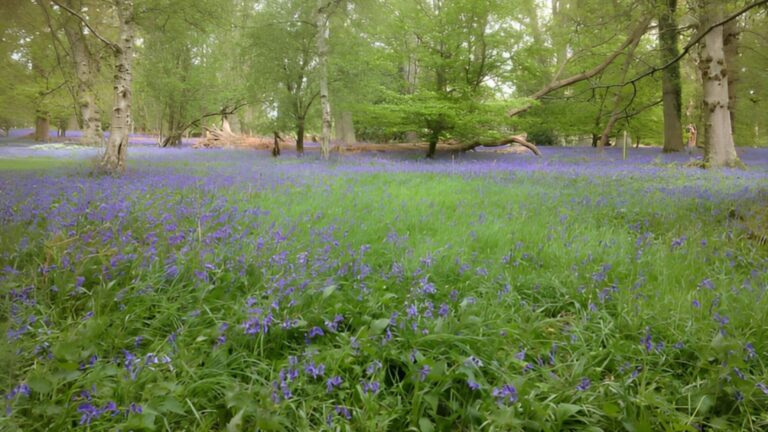 Harcourt Arboretum